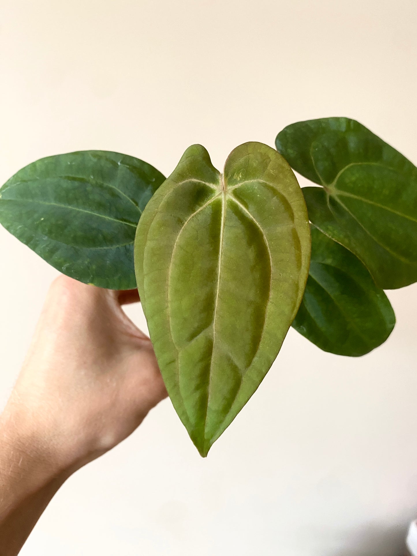 Anthurium Carlablackiae (OG5xRA4) X RVDP | 7 cm pot