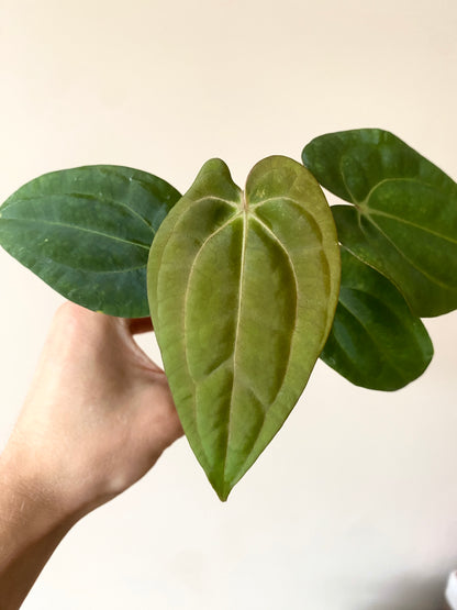 Anthurium Carlablackiae (OG5xRA4) X RVDP | 7 cm pot