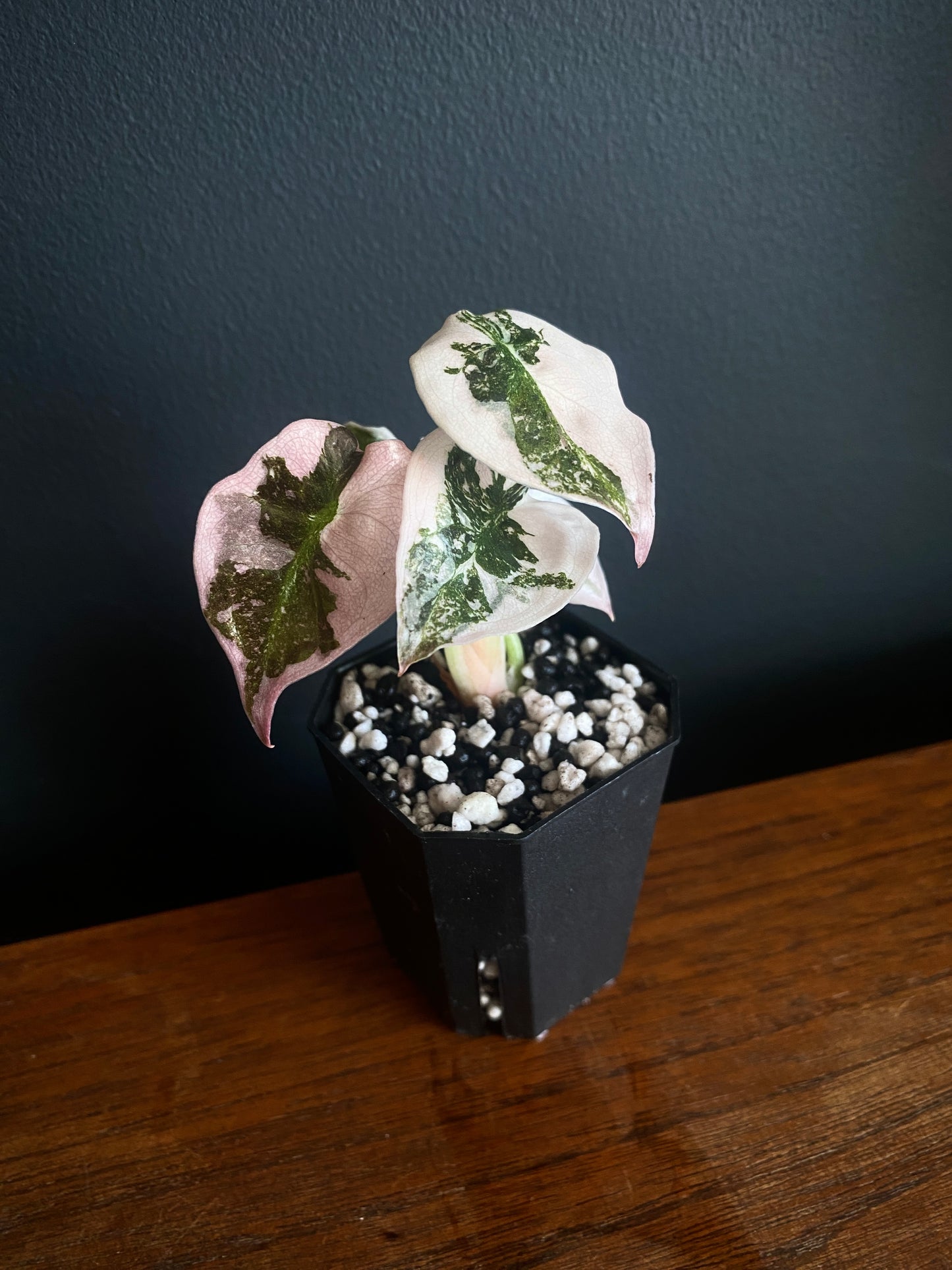 Alocasia Cuprea pink variegated | 5 cm pot