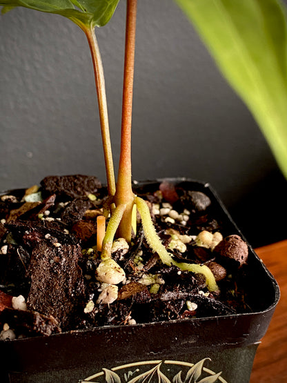 Anthurium Polyschistum | 6 cm pot