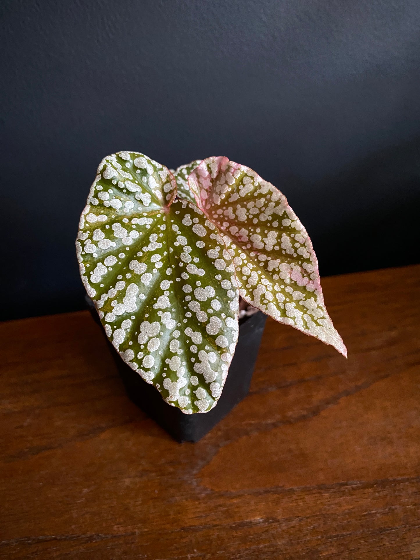 Begonia Snow Capped Pink variegated | 7 cm pot