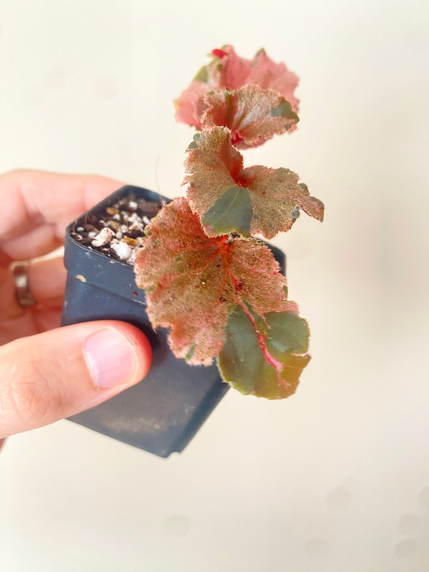Begonia Cucullata Pink variegated | 6 cm pot