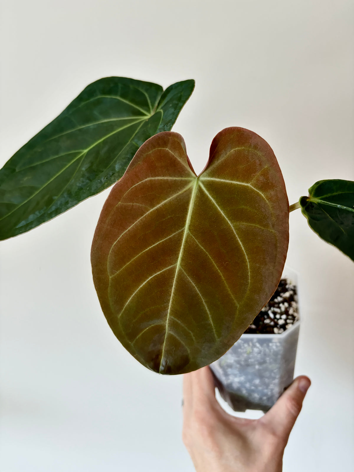 Anthurium Papillilaminum Legend x self | 7 cm pot