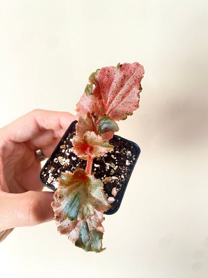 Begonia Cucullata Pink variegated | 6 cm pot