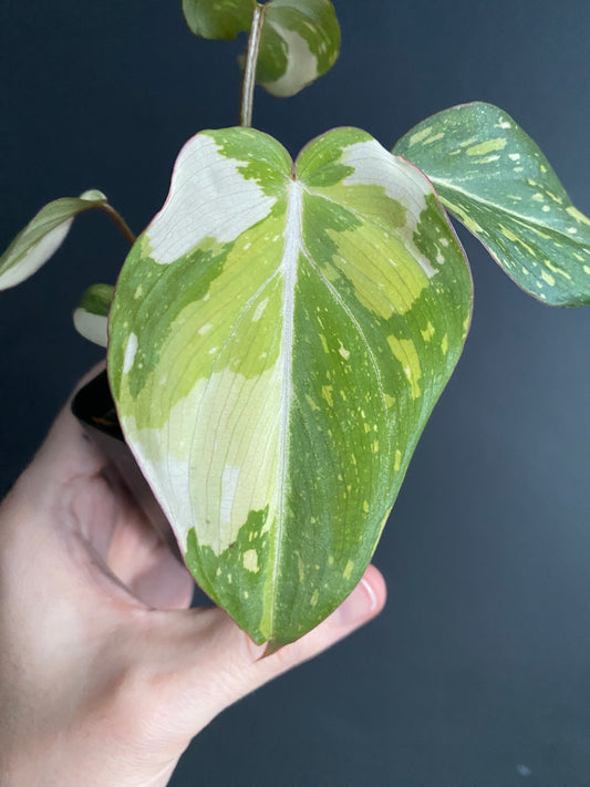 Philodendron Gloriosum variegated [tricolor/type 2] | 7 cm pot