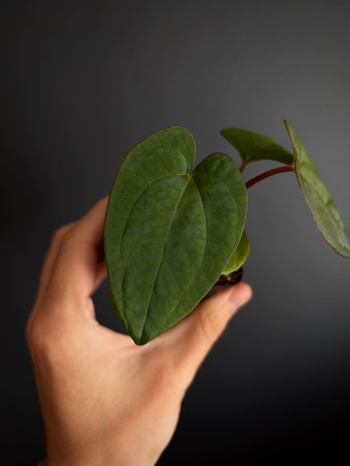 Anthurium NoID 'Code Red' x Papillilaminum A+ | 6 cm pot