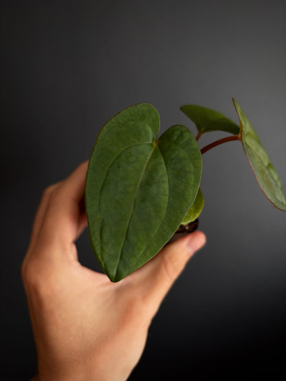 Anthurium NoID 'Code Red' x Papillilaminum A+ | 6 cm pot