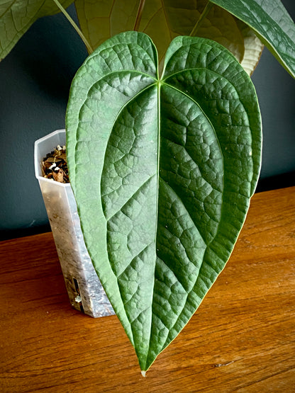 Anthurium Goliath X Luxurians | 12 cm pot