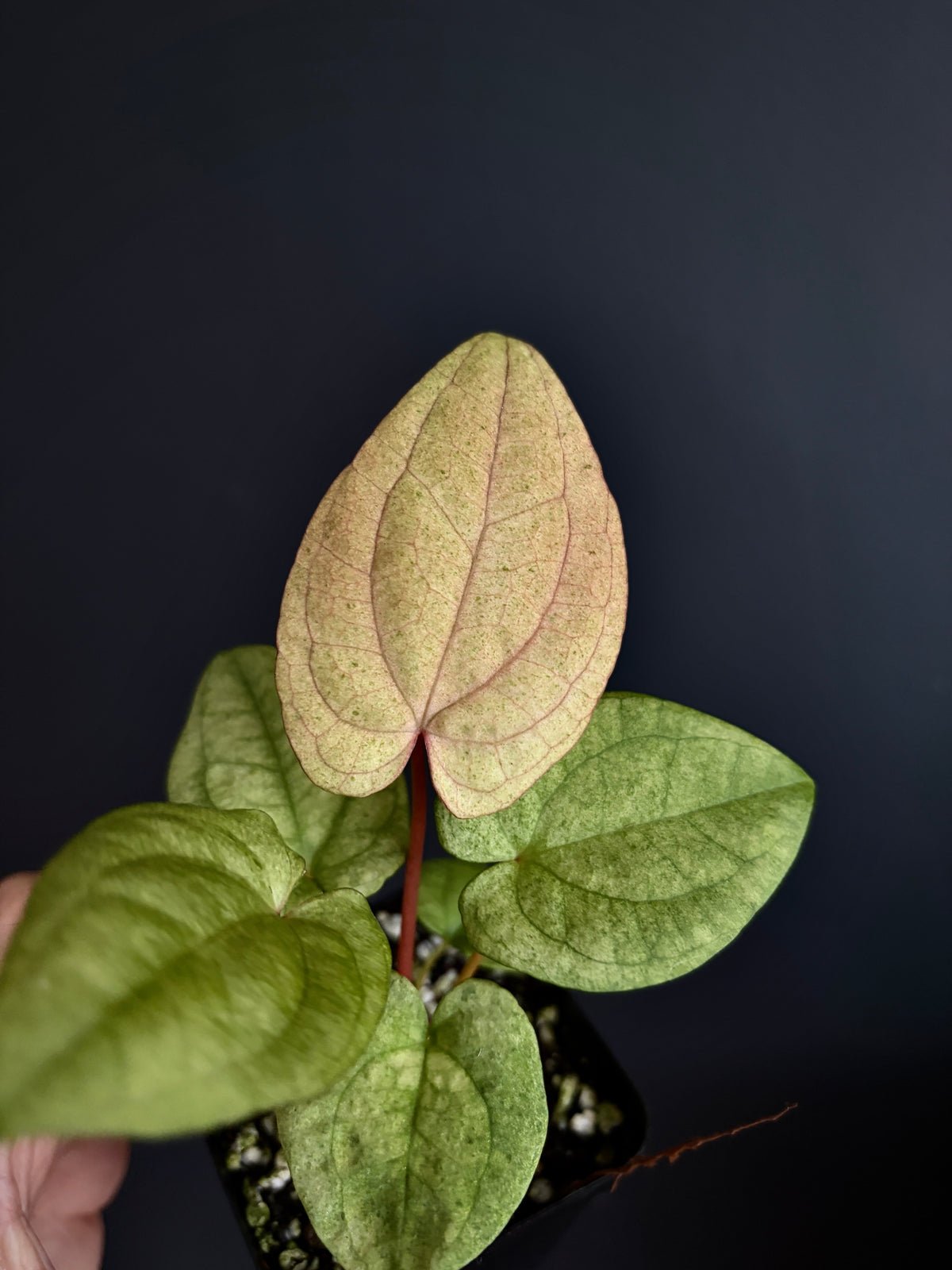 Anthurium Dark Phoenix mint variegated | 6 cm pot [A]