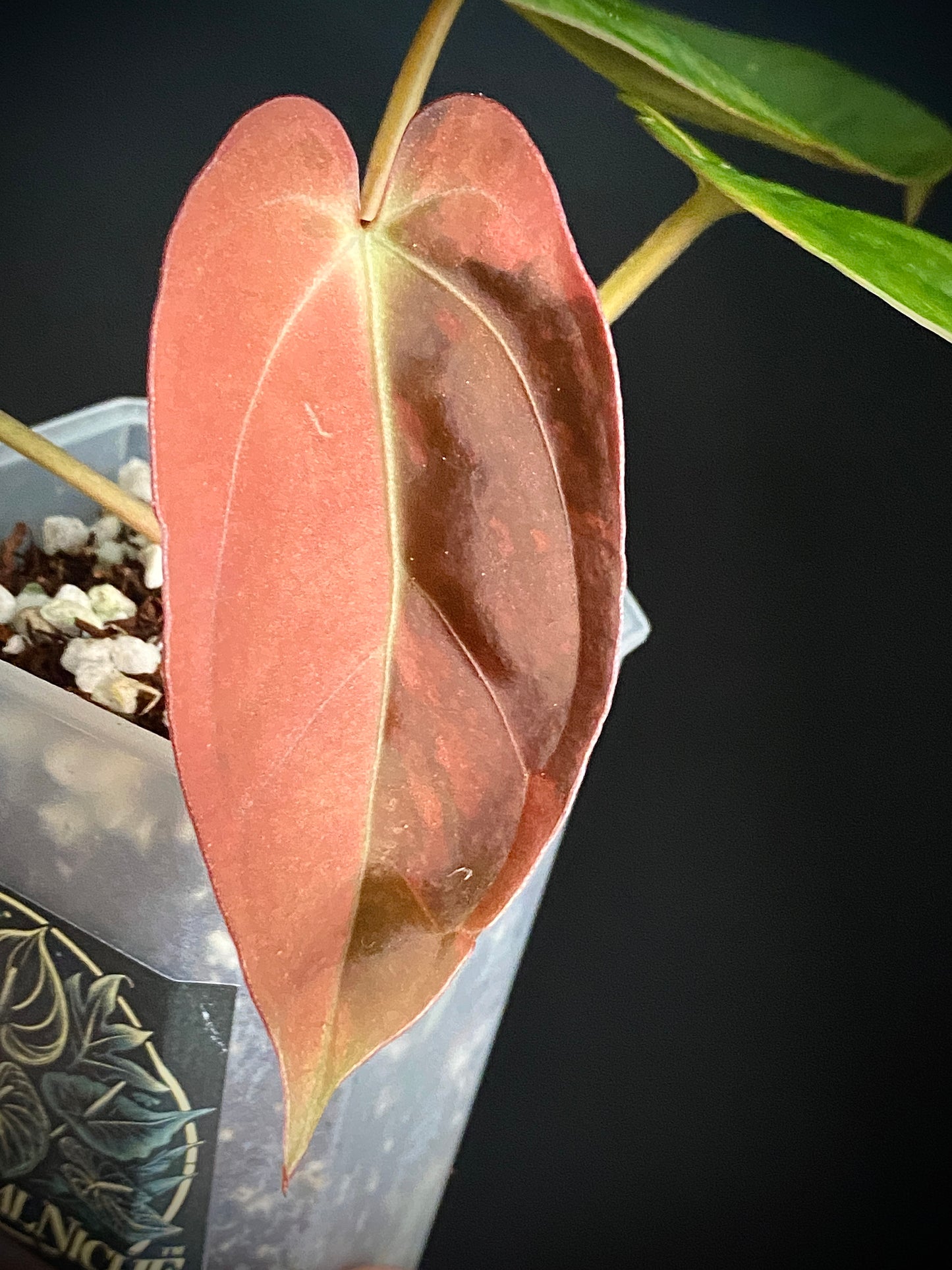 Anthurium Goliath (x self) variegated | 7 cm pot