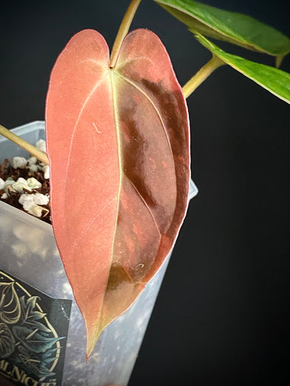 Anthurium Goliath (x self) variegated | 7 cm pot