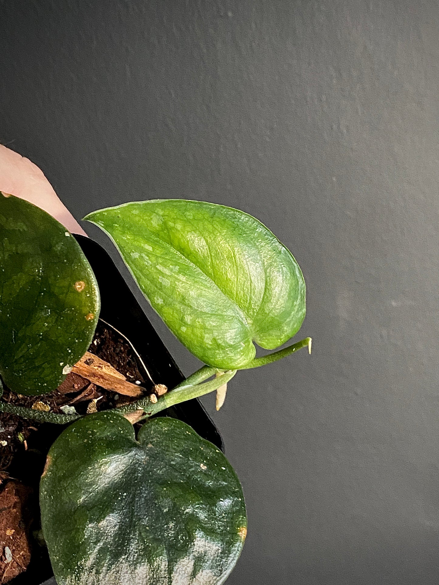 Scindapsus Black Mamba | 7 cm pot