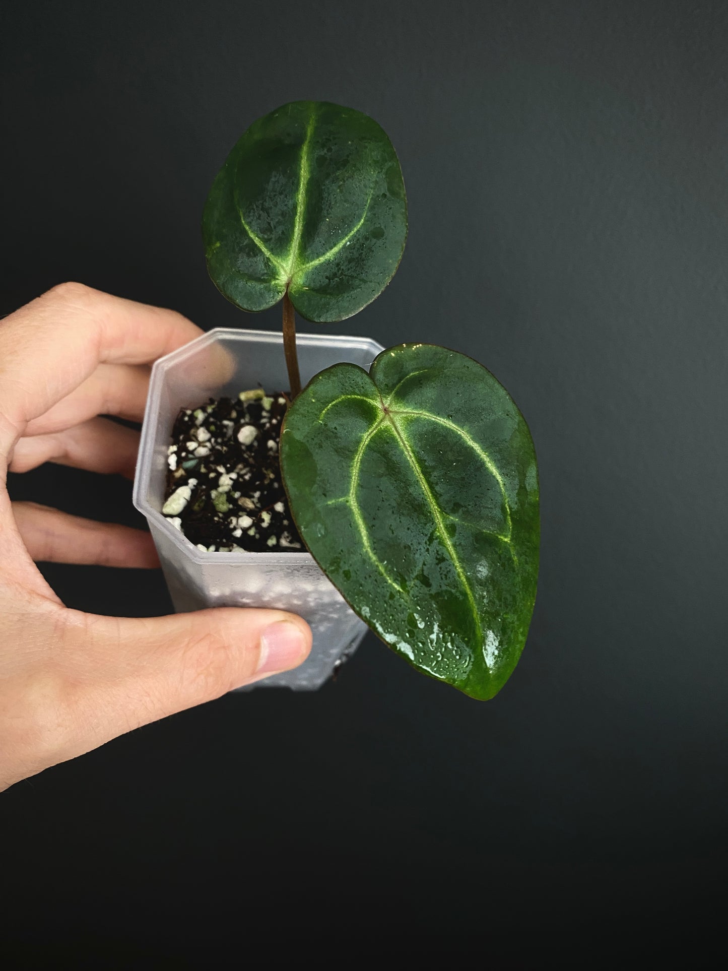Anthurium Carlablackiae | 7 cm pot [B]