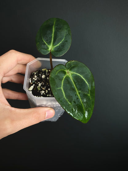 Anthurium Carlablackiae | 7 cm pot [B]