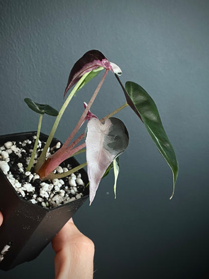 Alocasia Bambino Lava variegated | 5 cm pot