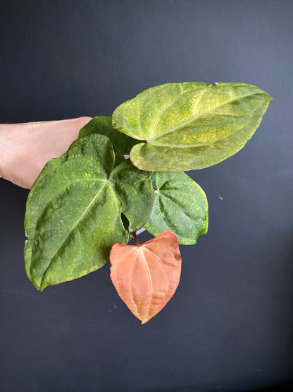 Anthurium RVDP (self) mint variegated | 7 cm pot