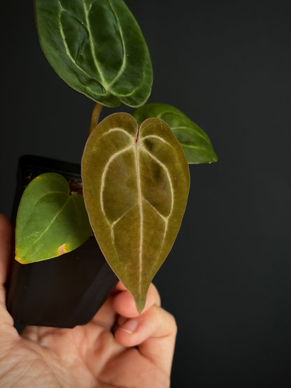 Anthurium Carlablackiae × AOS X Purple Amethyst | 6 cm pot