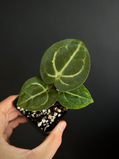 Anthurium Megatron X Black Venom (non-variegated) | 6 cm pot [A]