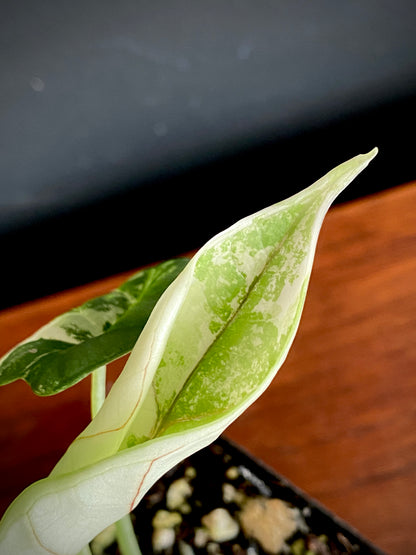 Alocasia Dragonscale Albo variegata | 7 cm pot (A)