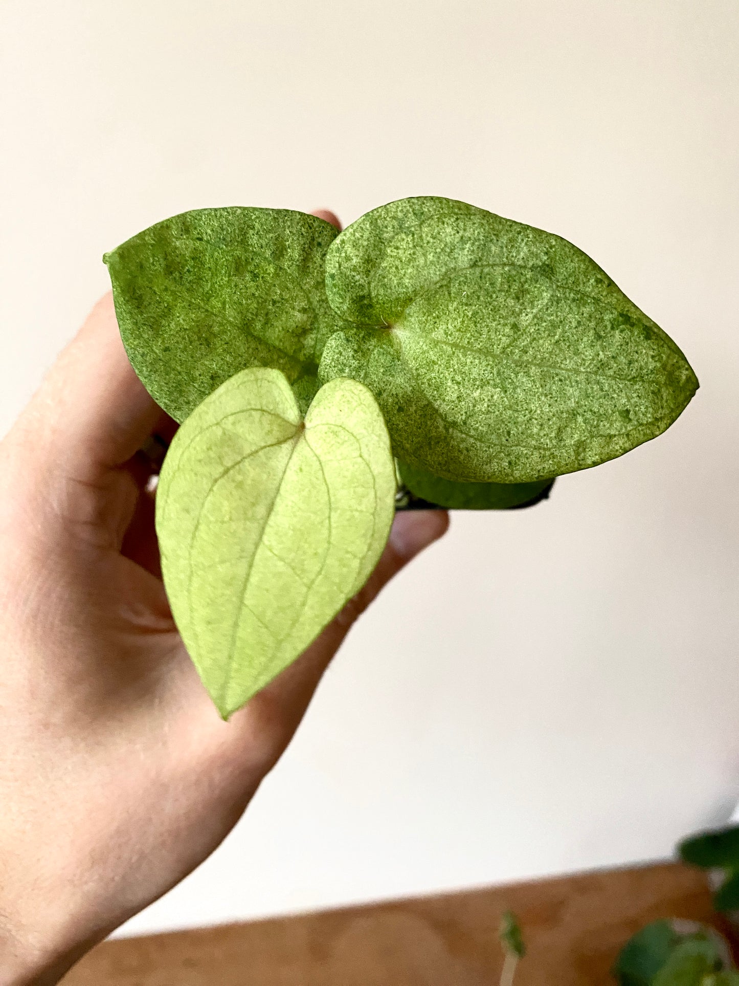 Anthurium Dark Phoenix mint variegated | 6 cm pot [A]