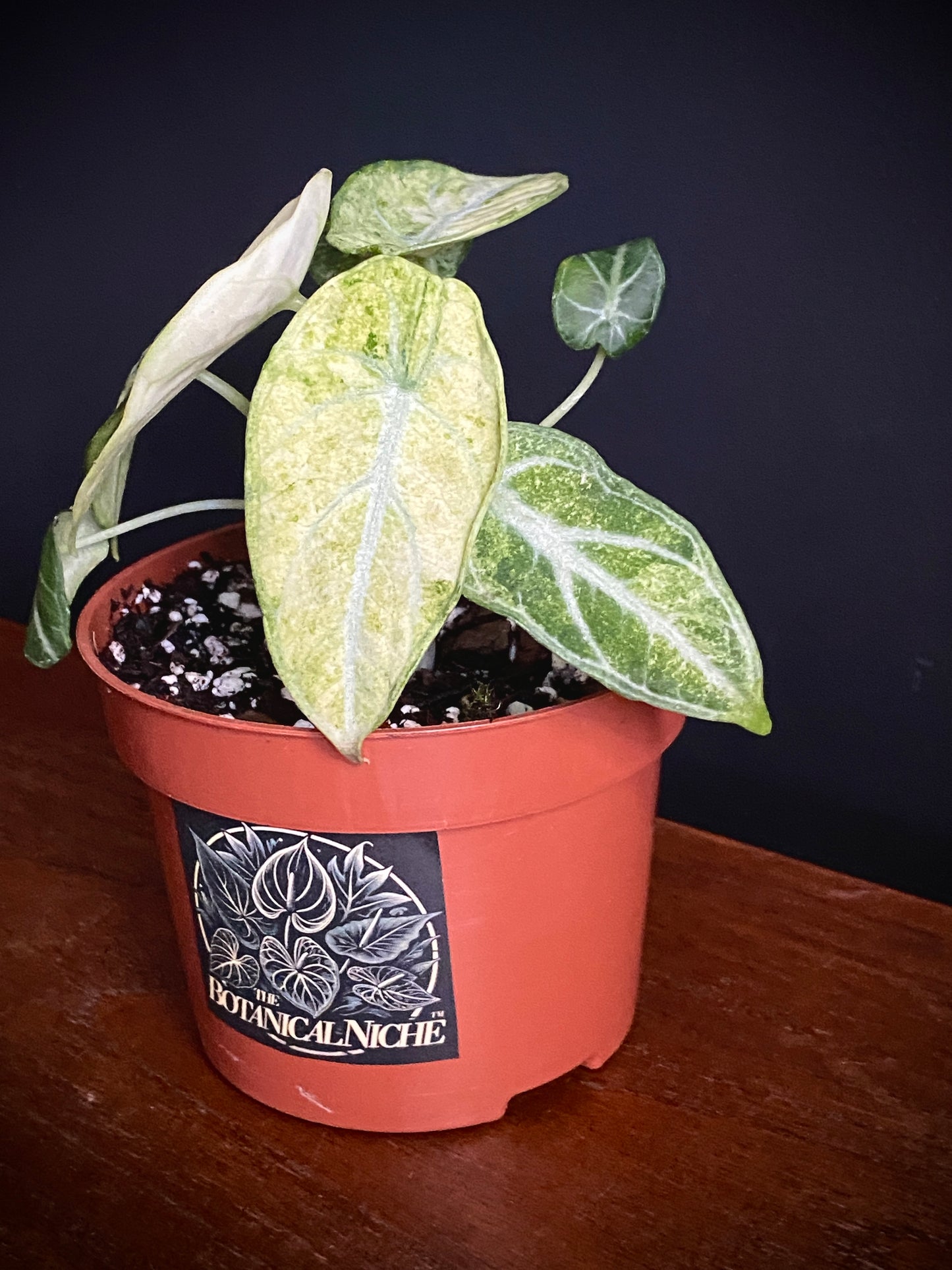 Alocasia Ninja Tricolor variegated | 10 cm pot [A]