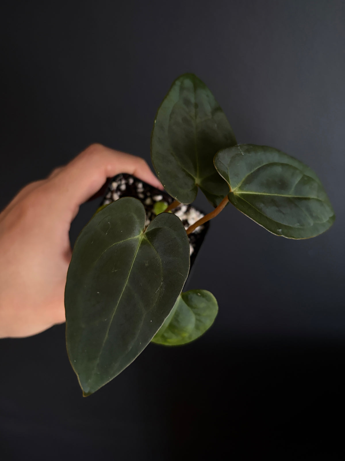 Anthurium (Guna Yala x Carlablackiae) X Carlablackiae RA10 S1 | 6 cm pot [B]