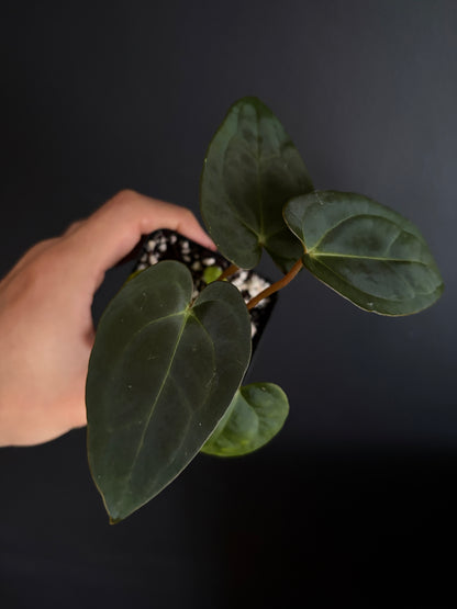 Anthurium (Guna Yala x Carlablackiae) X Carlablackiae RA10 S1 | 6 cm pot [B]