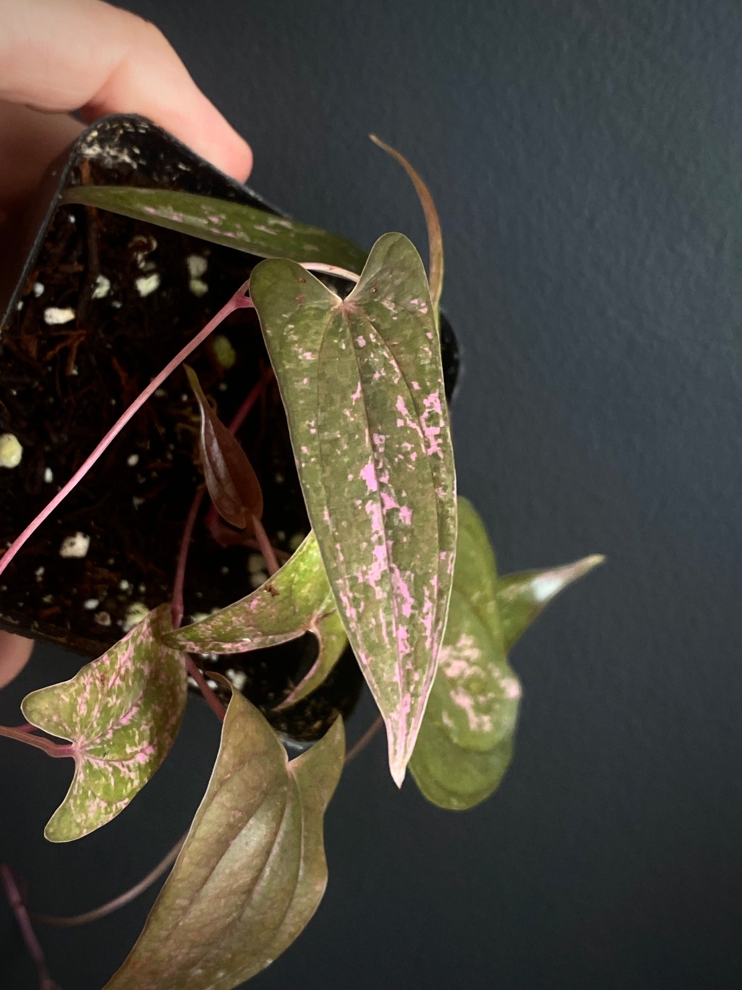 Dioscorea Pixel Pink variegated | 7 cm pot