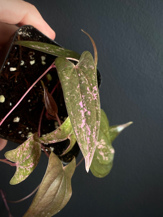 Dioscorea Pixel Pink variegated | 7 cm pot