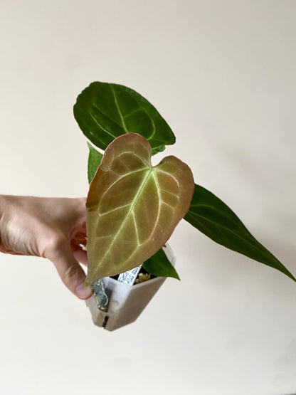 Anthurium Forgetii X Magnificum Silver | 7 cm pot