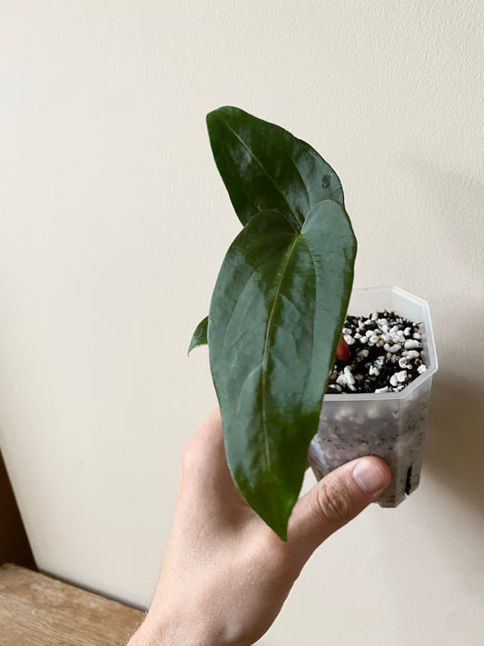 Anthurium Papillaminum (Ree Gardens x RL) X RLFS | 7 cm pot [C]