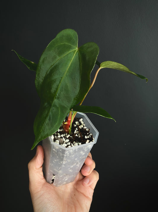 Anthurium Papillilaminum (Ree Gardens x RL) X RLFS | 7 cm pot [A]