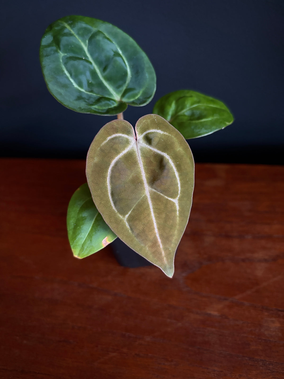 Anthurium Carlablackiae × AOS X Purple Amethyst | 6 cm pot