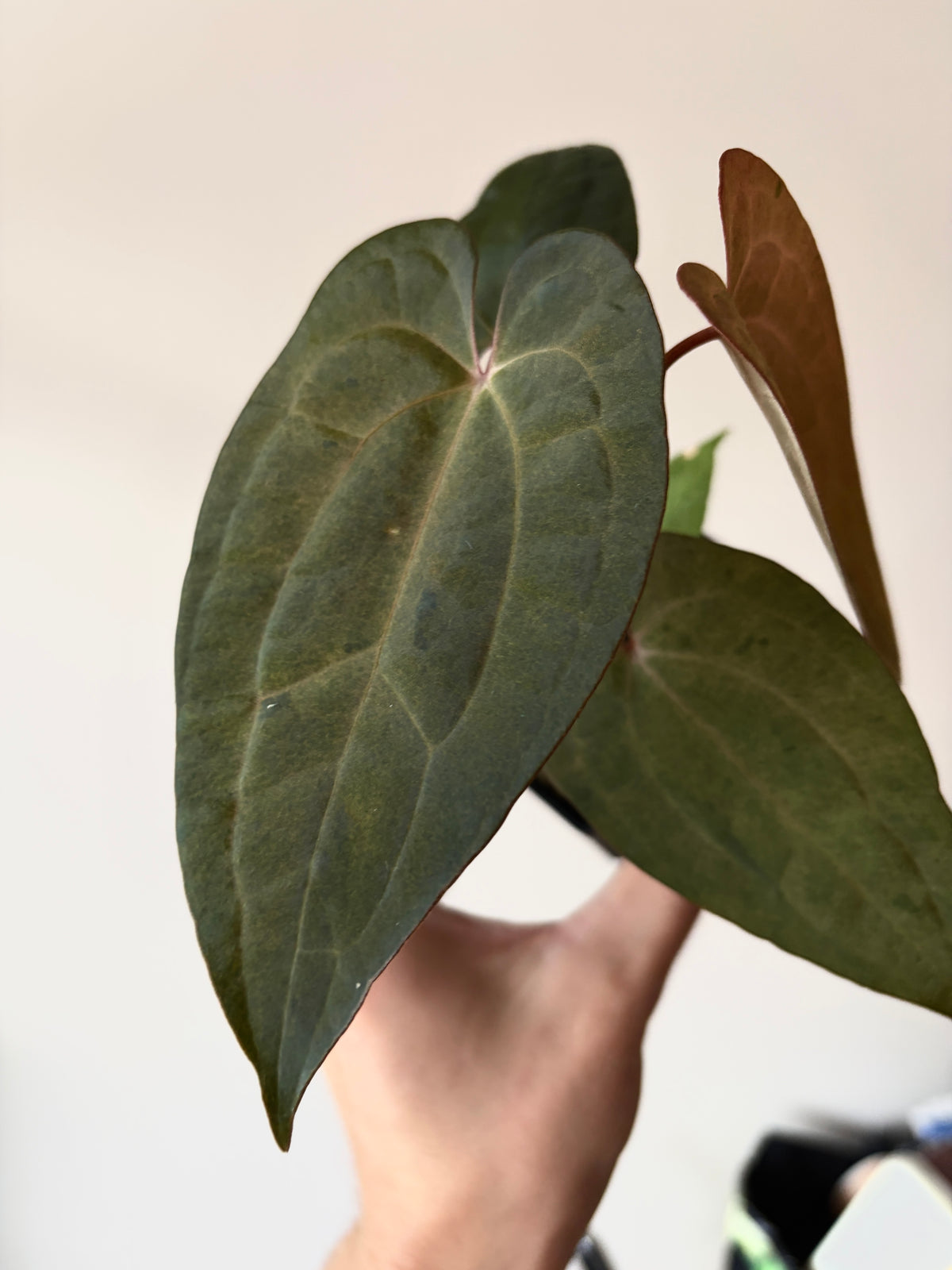 Anthurium RVDP (self) mint variegated | 7 cm pot [super-select]