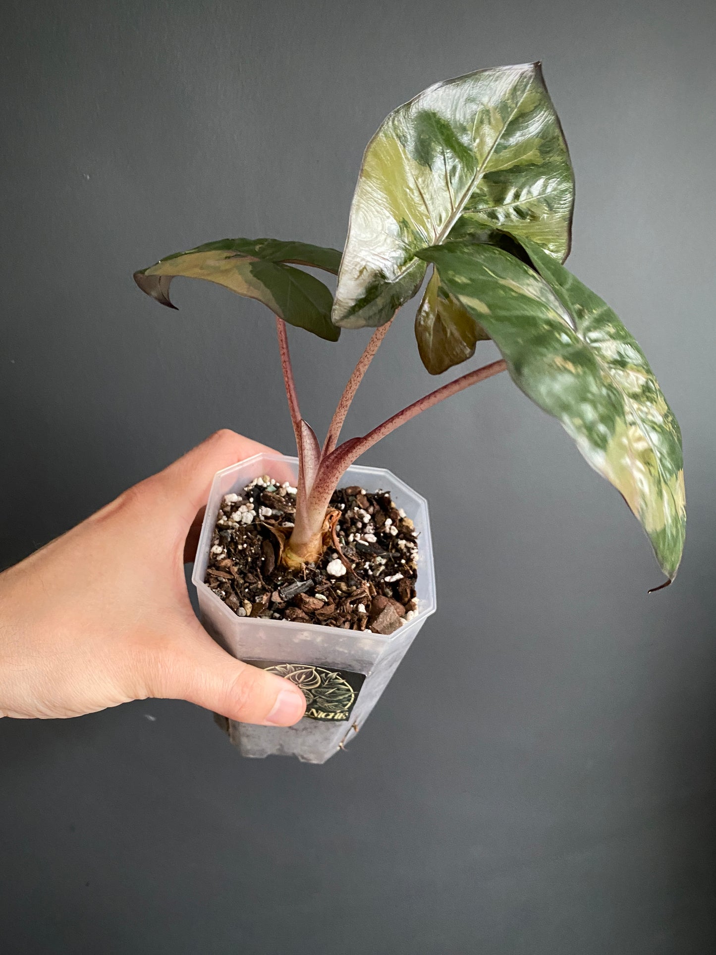 Alocasia Yucatan Princess variegated | 9 cm pot