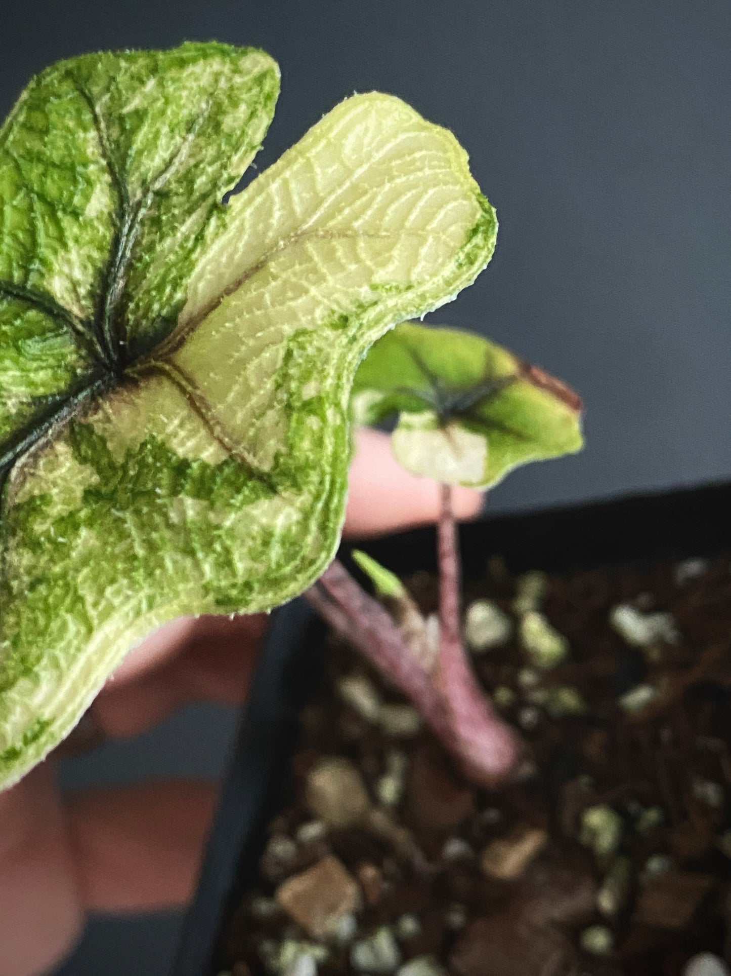 Alocasia Tandurusa 'Jacklyn' Aurea variegated | 6 cm pot