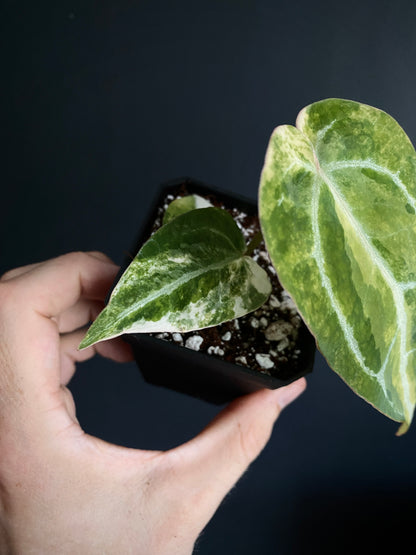 Anthurium Pap.Crystal var X Tezula Red Crystallinum | 7 cm pot [C]
