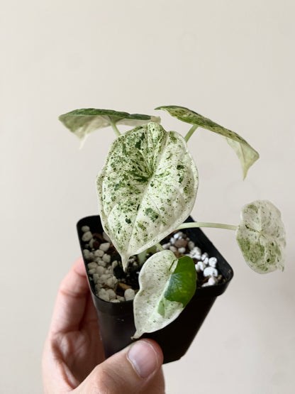 Alocasia Dragonscale Mint variegata | 7 cm pot