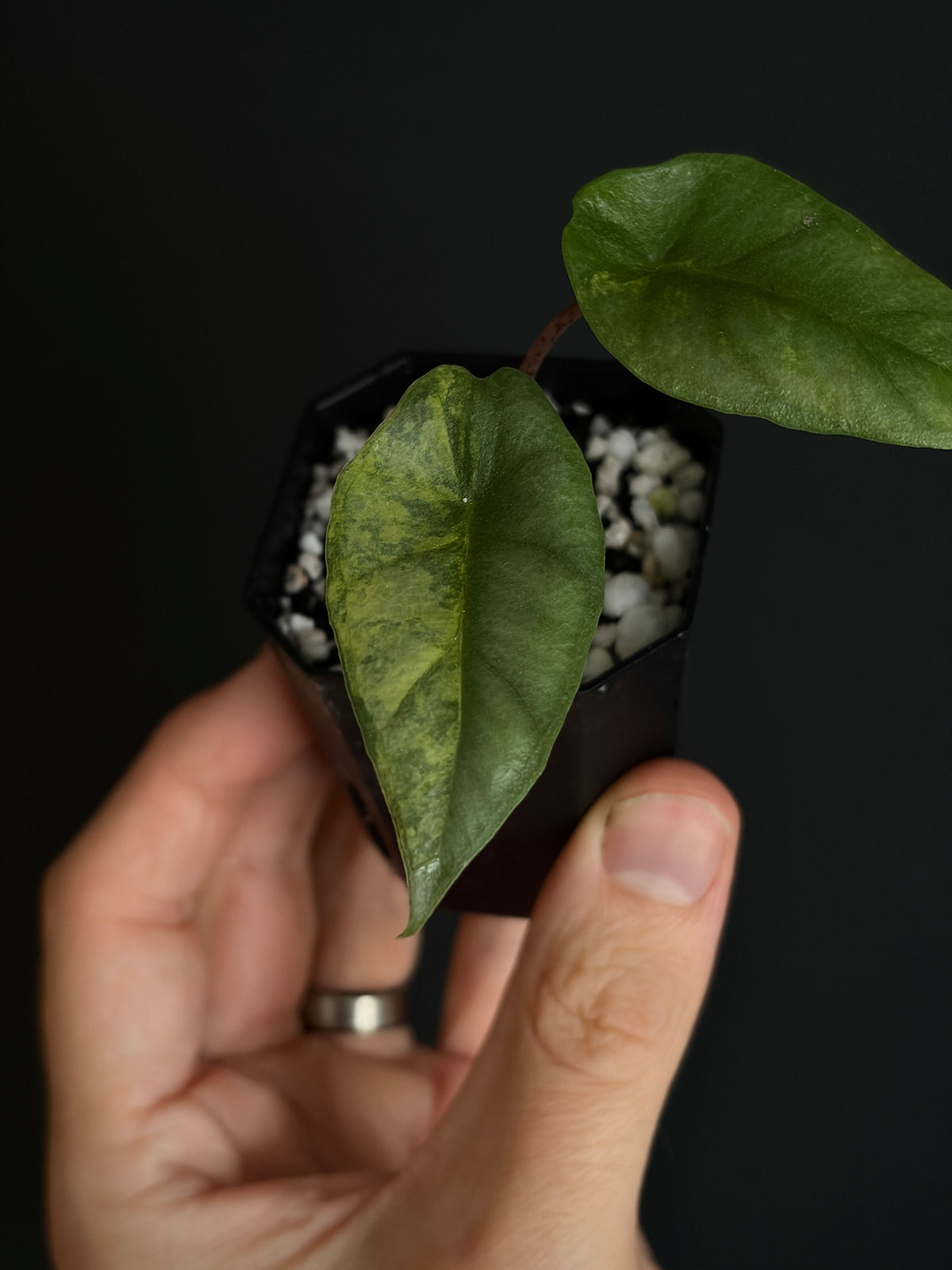 Alocasia Heterophylla Metallic Blue Aurea variegated | 5 cm pot
