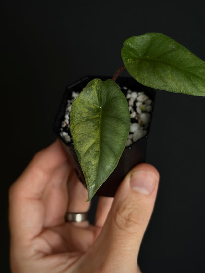 Alocasia Heterophylla Metallic Blue Aurea variegated | 5 cm pot