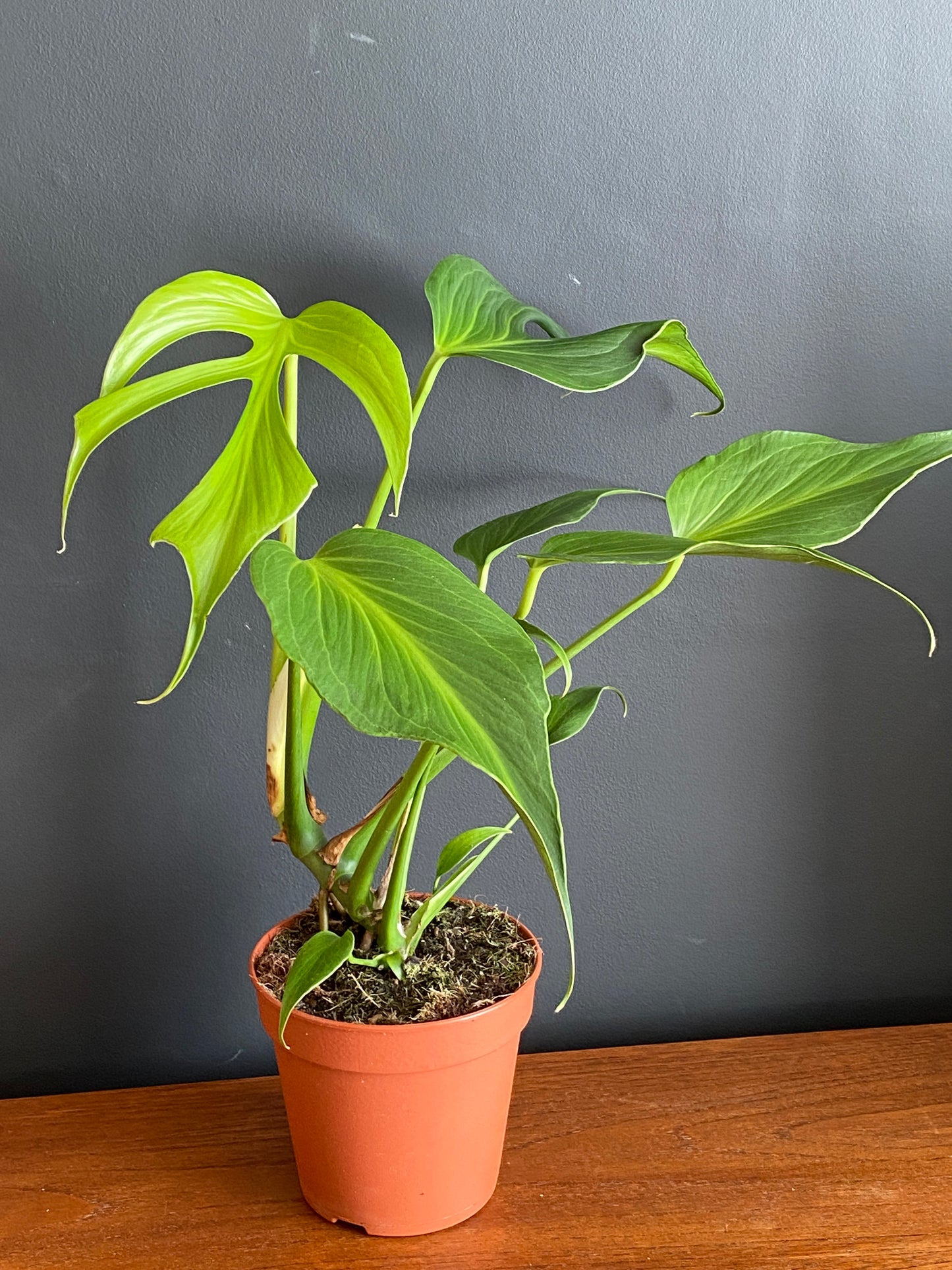 Monstera Burle Marx Flame | 15 cm pot (B)