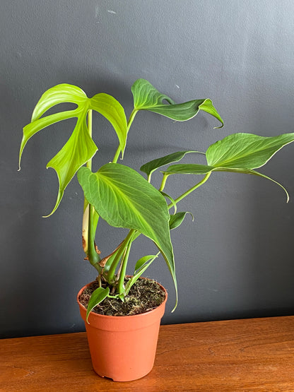 Monstera Burle Marx Flame | 15 cm pot (B)