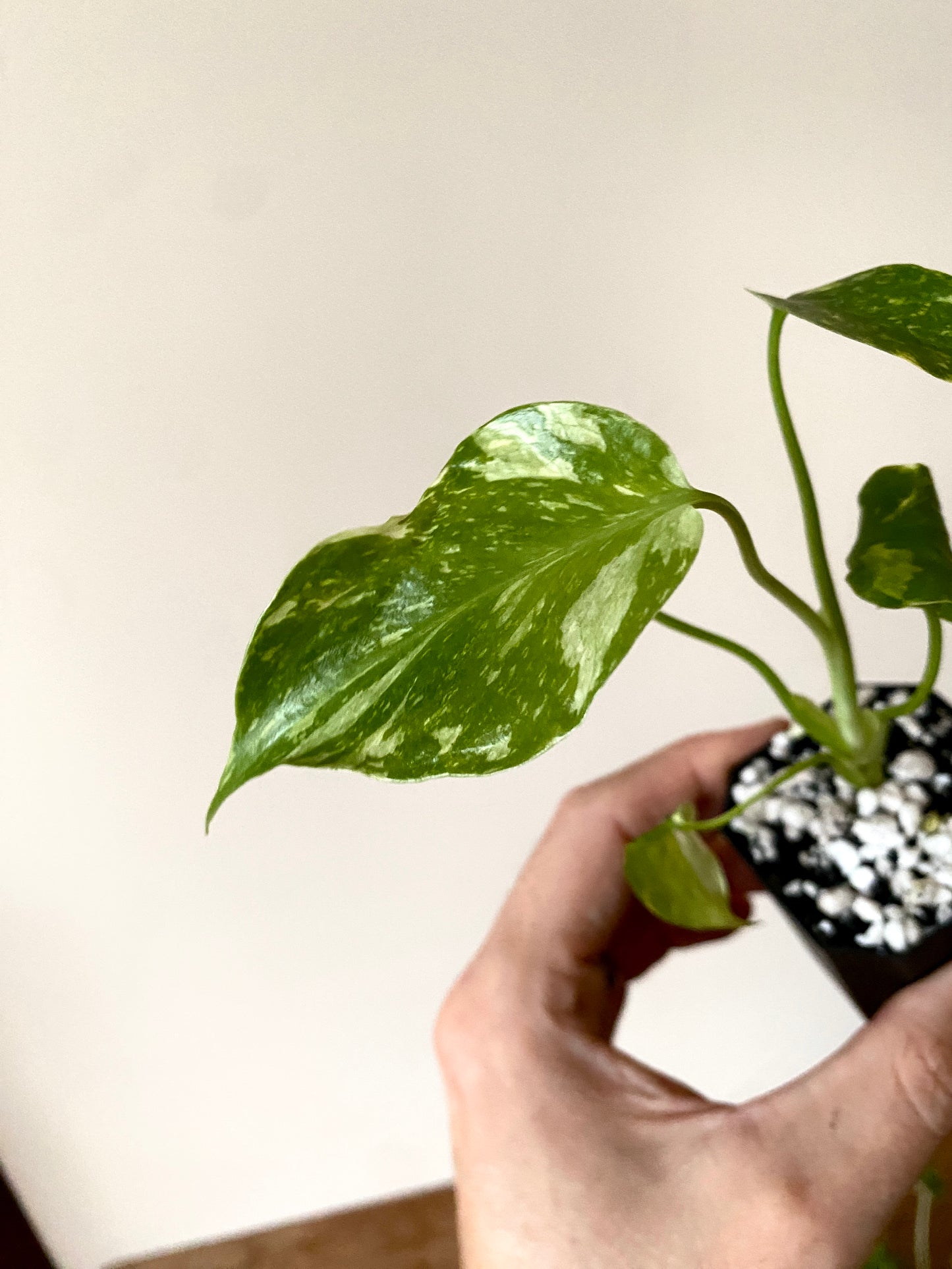 Monstera Deliciosa Electrolyte | 5 cm pot [B]
