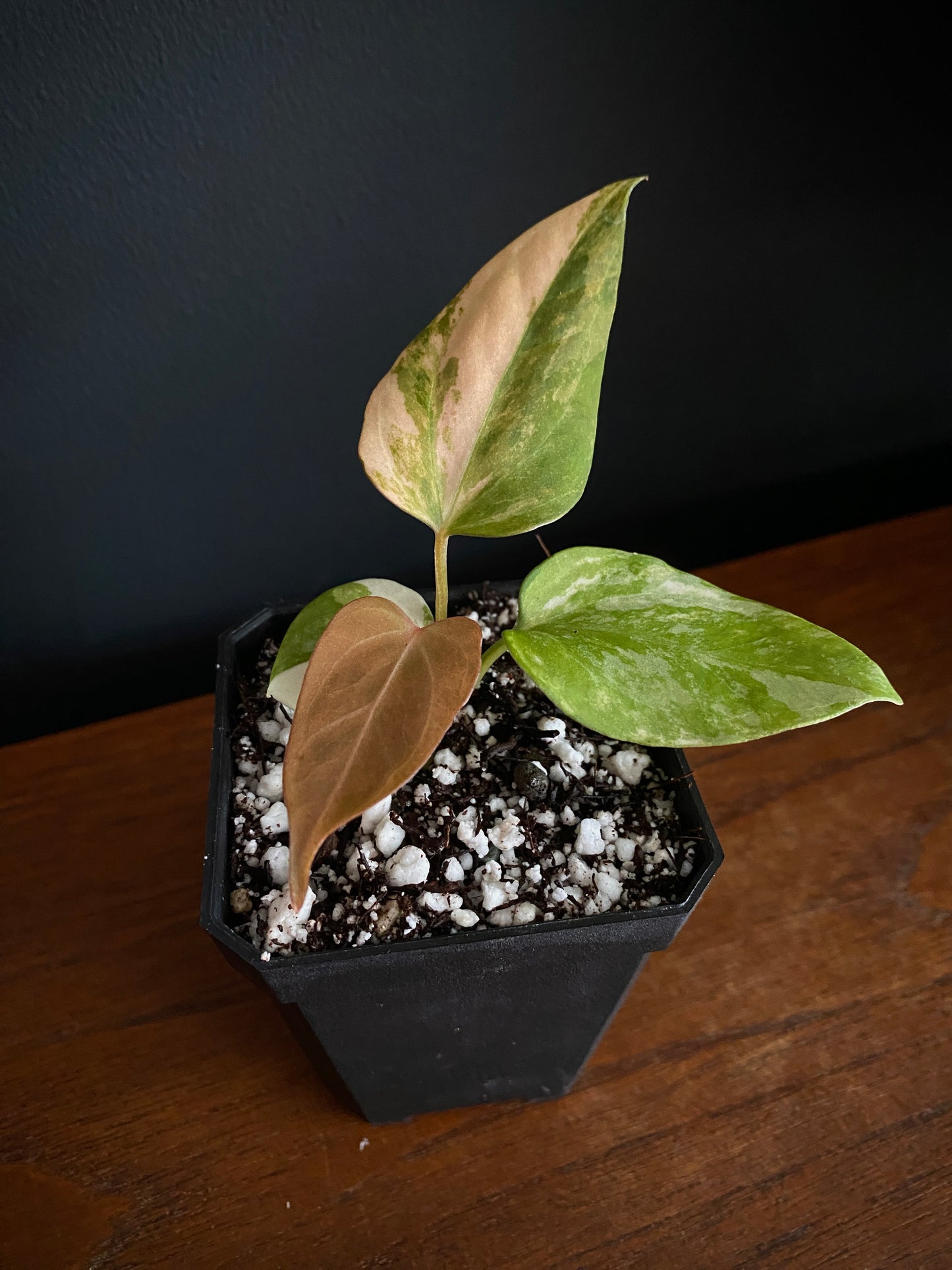 Anthurium Ace of Spaces var X Portillae clone | 7 cm pot [clone A]