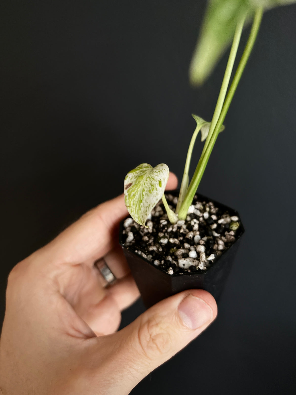 Monstera Star Shadow | 5 cm pot [A]