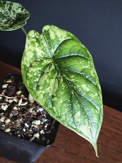 Alocasia Dragonscale Mint variegata | 6 cm pot [B]