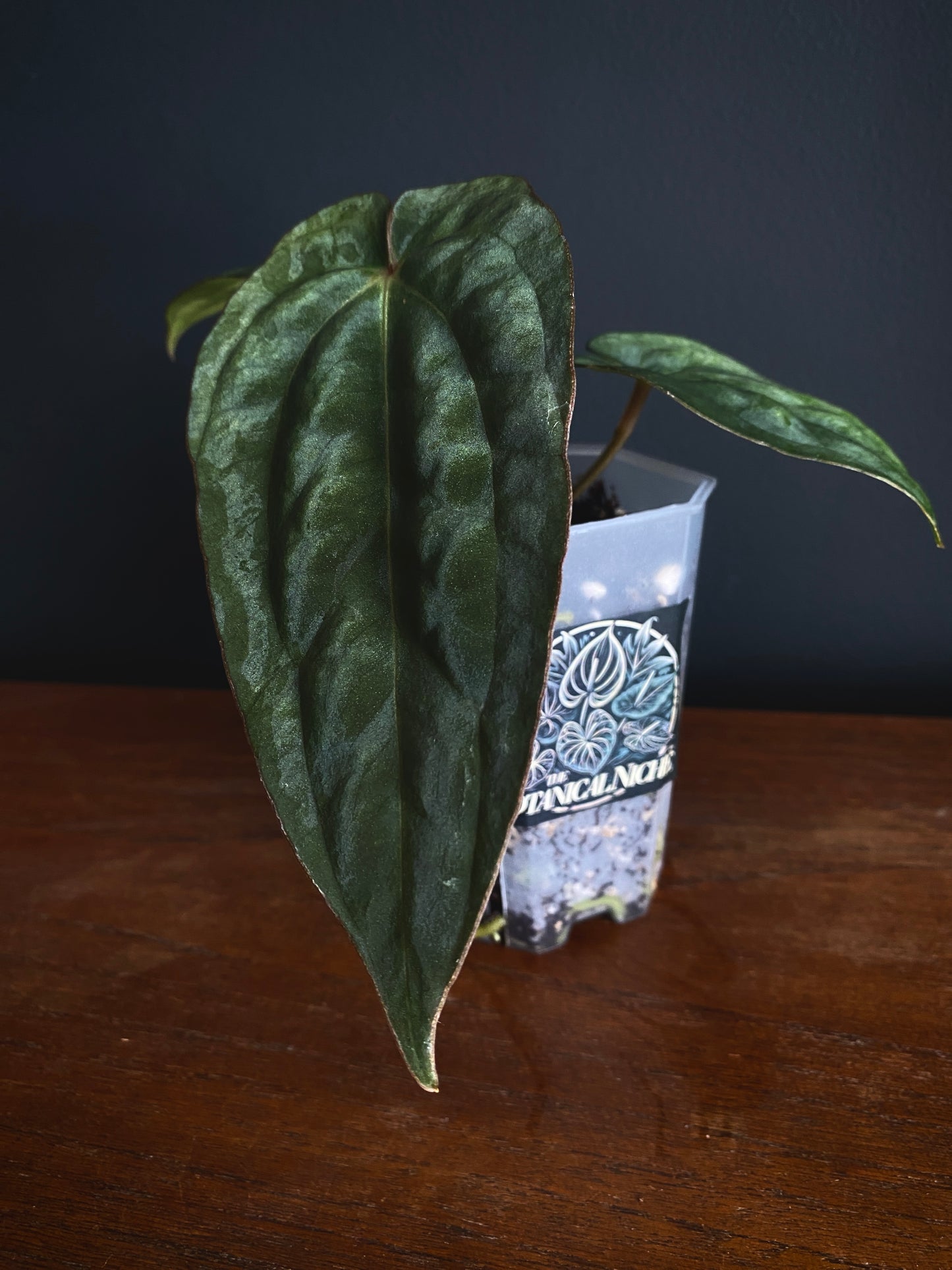 Anthurium (DressCarla x BVEP) X (Carlablackiae x Papillilaminum) | 7 cm pot [A]