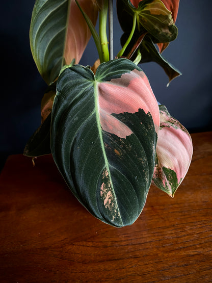 Philodendron Melanochrysum Orange variegata | 12 cm pot [C]