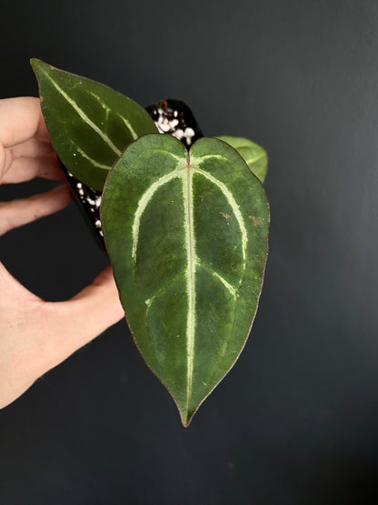 Anthurium Carlablackiae AU2 X Michelle x Zara | 7 cm pot