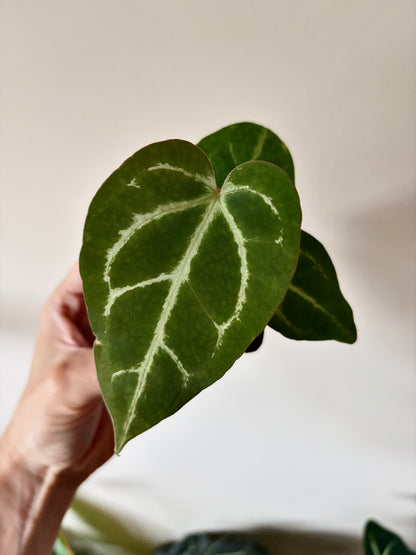 Anthurium Megatron X Black Venom (non-variegated) | 6 cm pot [B]